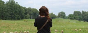 A person facing away from the camera near a field of sheep