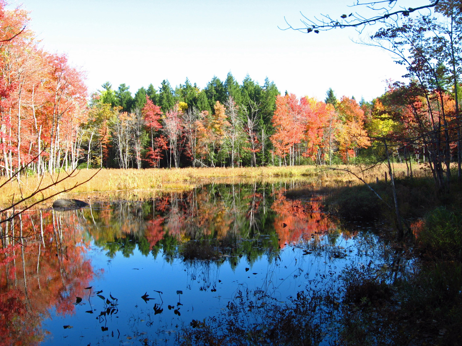 Fall_Colors_on_Marsh_Island