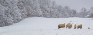 winter landscape at watershed with sheep looking at camera in foreground